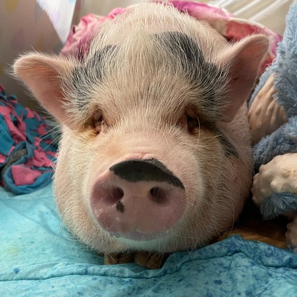 ❤Southern Oaks Sanctuary-All Sales Support our Non-Profit❤ - Picture 7 of 16